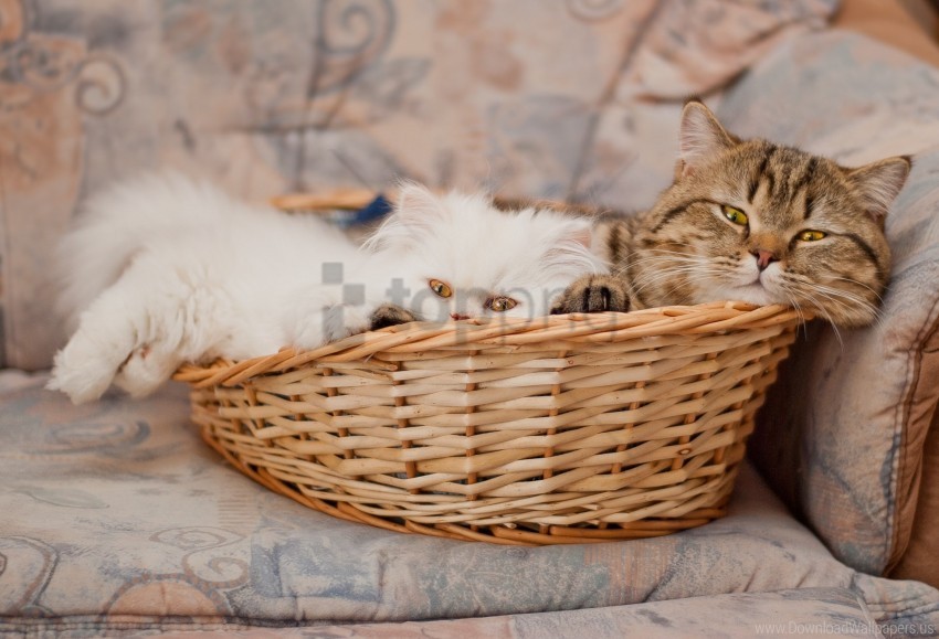 basket cats couple lie wallpaper background best stock photos - Image ID 160488