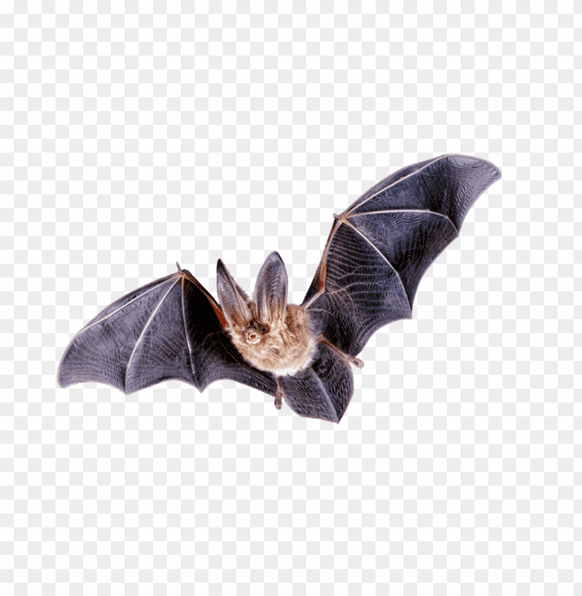 bat png images background - Image ID 329