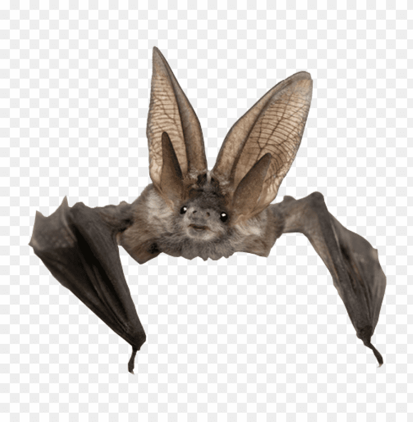 bat png images background - Image ID 335