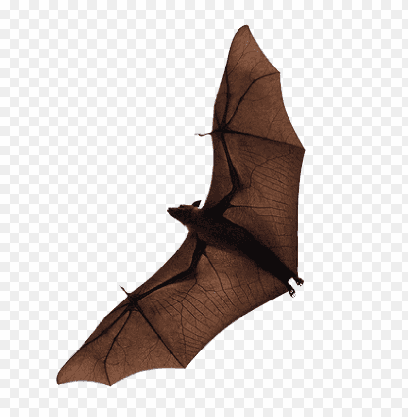 bat png images background - Image ID 341