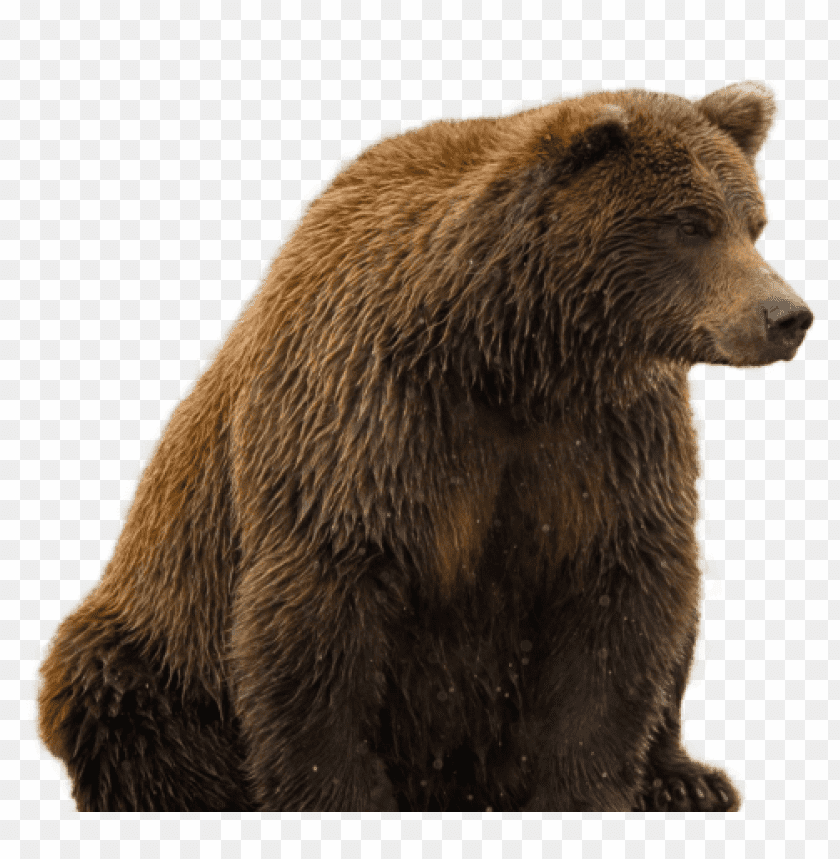 bear png images background - Image ID 344