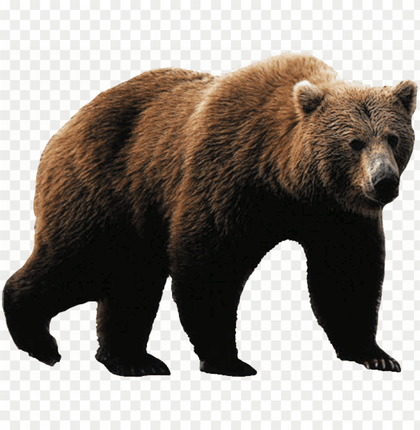 bear png images background - Image ID 355