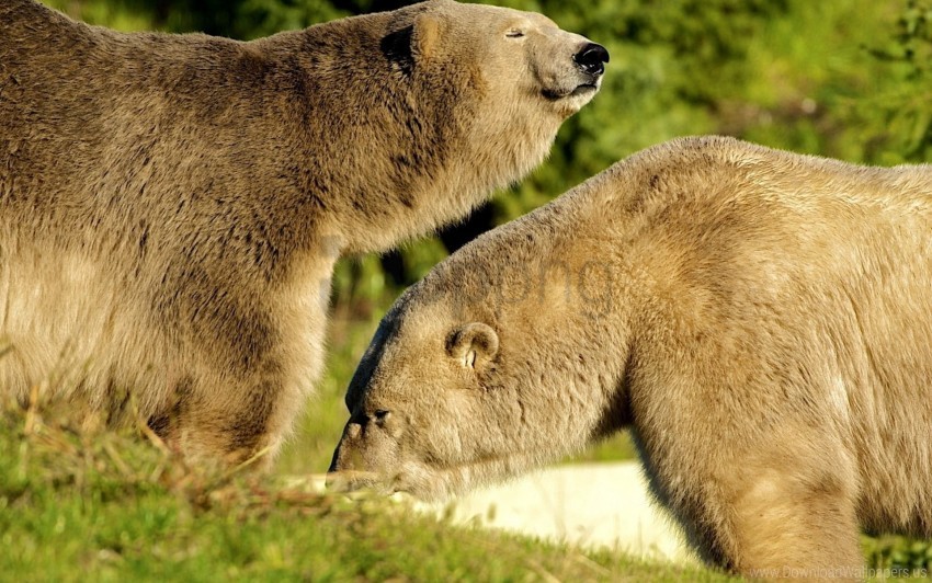 bears couple grass sunshine walking wallpaper background best stock photos - Image ID 160853