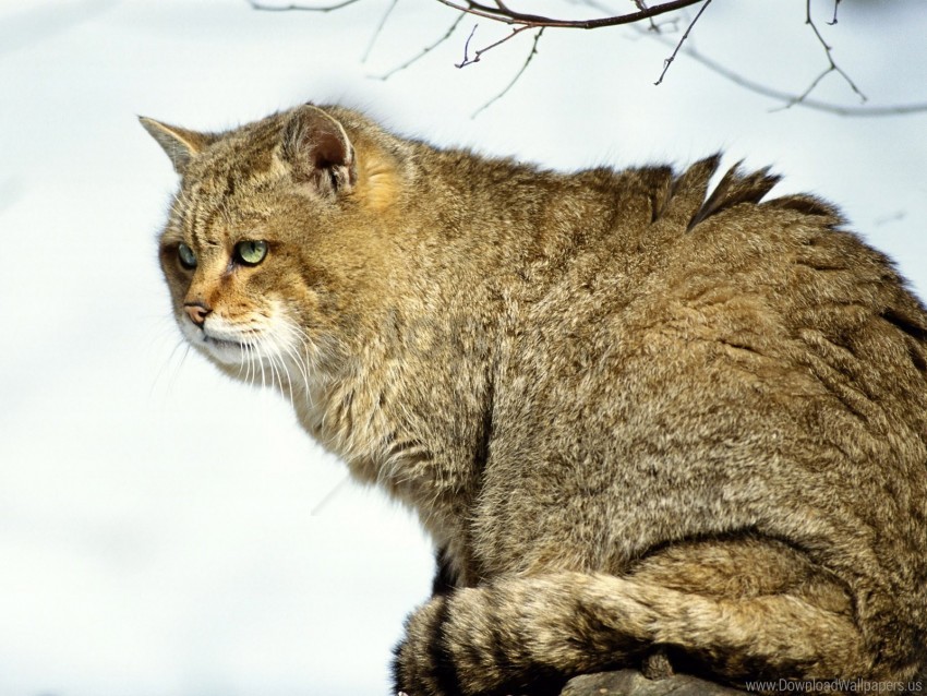 big bushy cat wild wallpaper background best stock photos - Image ID 160186