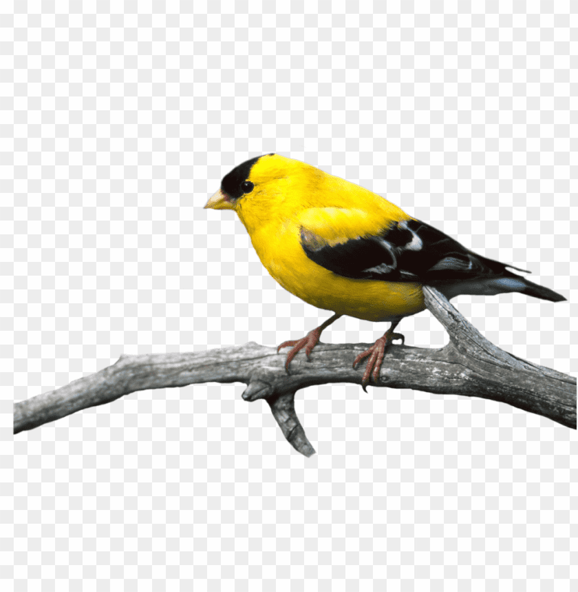 birds png images background - Image ID 416