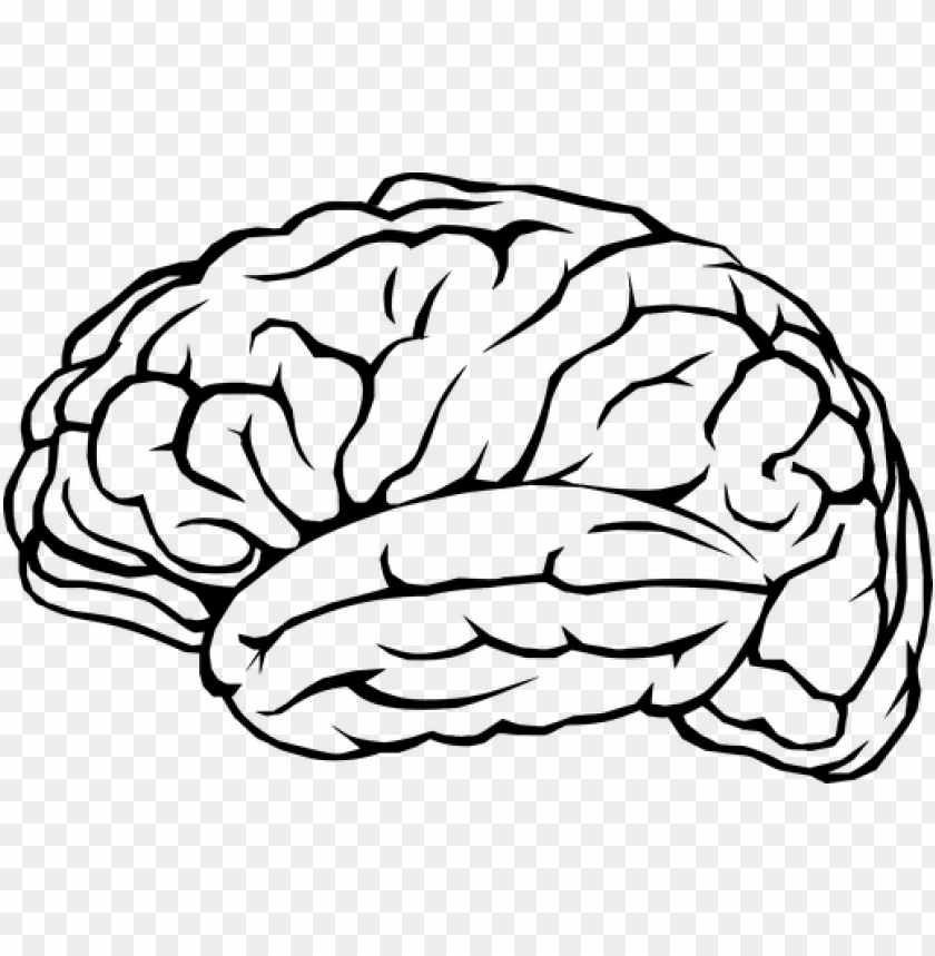 brain outline png png black and white library brain PNG transparent with Clear Background ID 184840