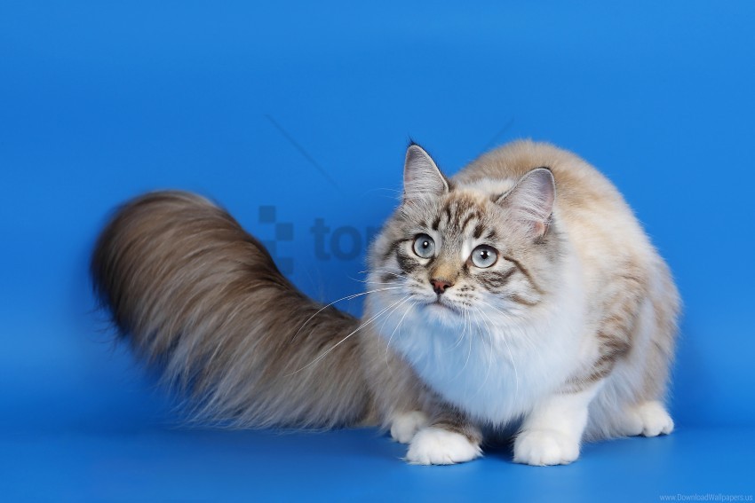 cat eyes fluffy tail photoshoot wallpaper background best stock photos - Image ID 146955