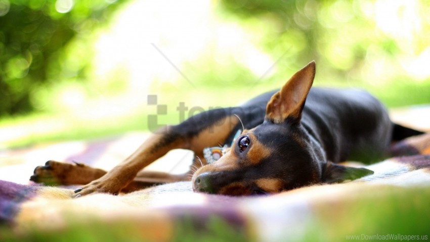 dog lying rest small wallpaper background best stock photos - Image ID 160860