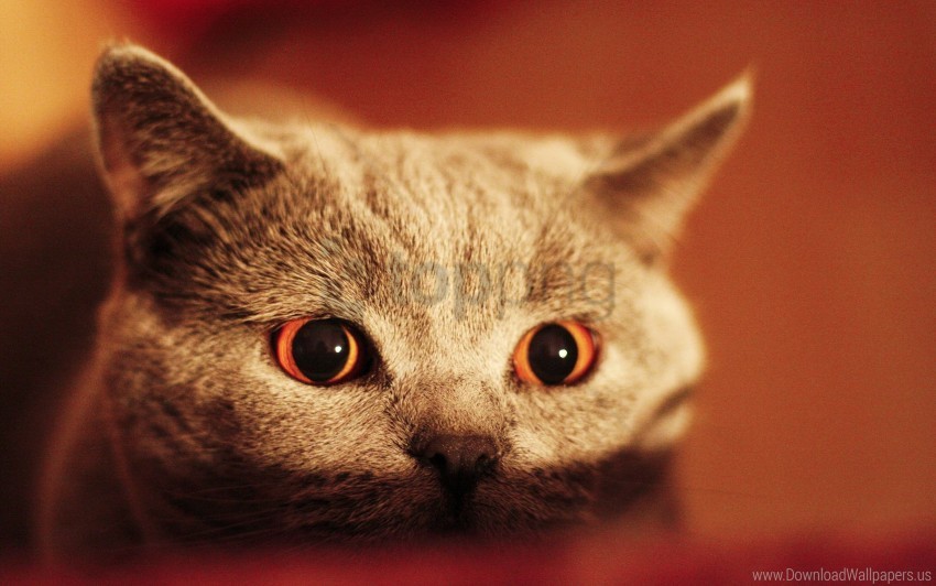 eyes face kitten wallpaper background best stock photos - Image ID 160779