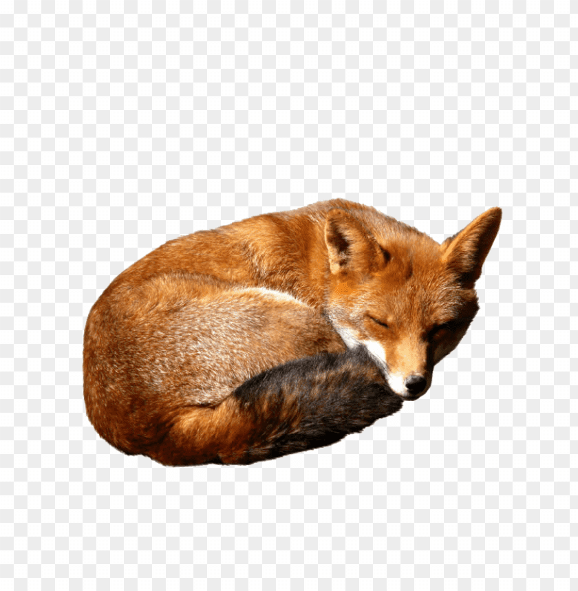 fox png images background - Image ID 293