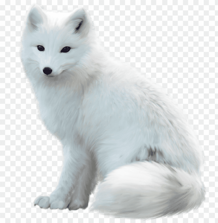 fox png images background - Image ID 301