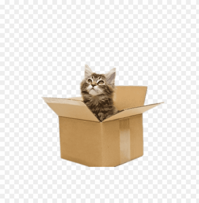 Transparent Background PNG of cat in cardboard box - Image ID 200