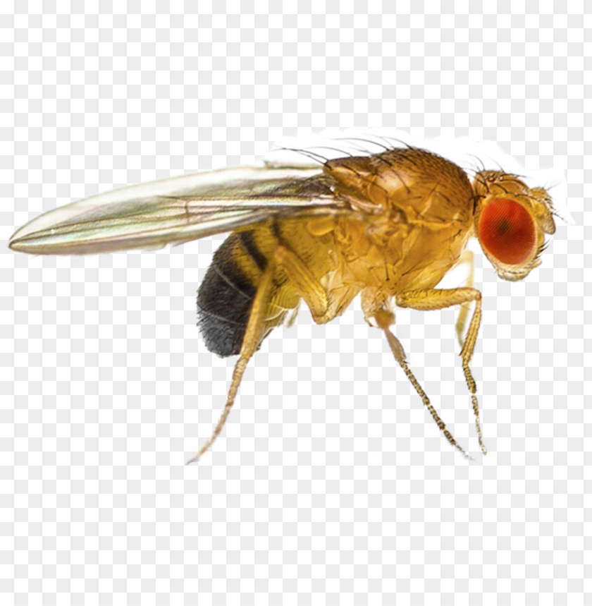 fruit fly png que es drosophila melanogaster PNG transparent with Clear Background ID 212176