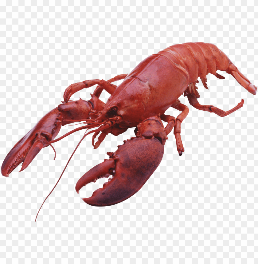 lobster large front png images background - Image ID 65450