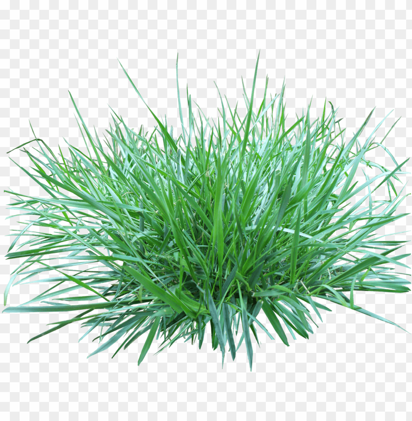 PNG image of patch of grass with a clear background - Image ID 27027