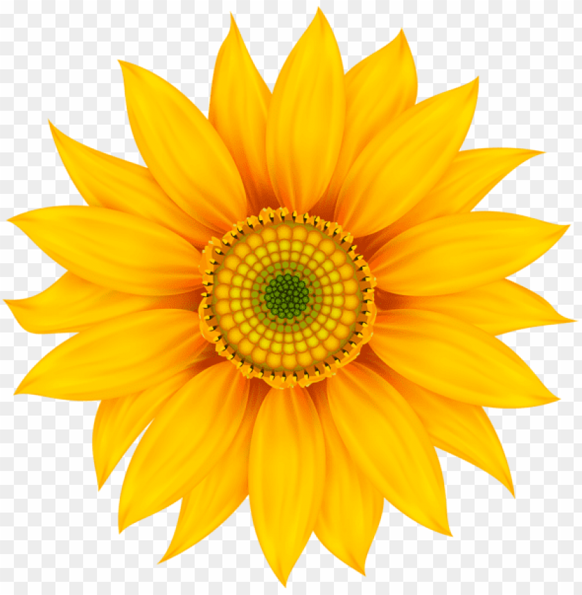 PNG image of yellow flower transparent with a clear background - Image ID 43142
